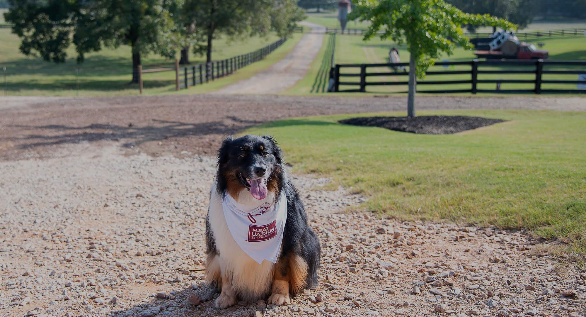 Happy dog in driveway with GFB bandanna